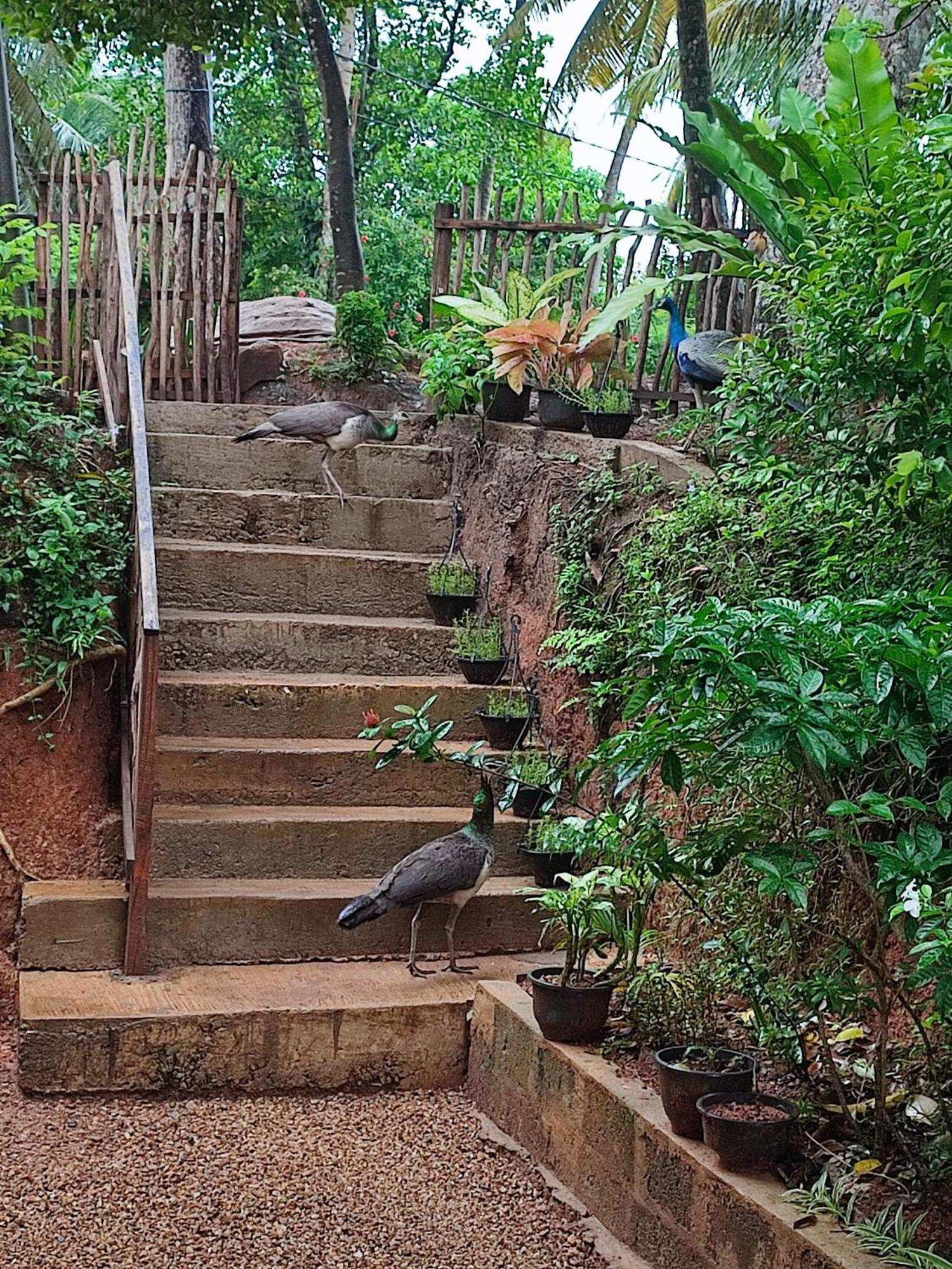 Green Nature มิริสซา ภายนอก รูปภาพ