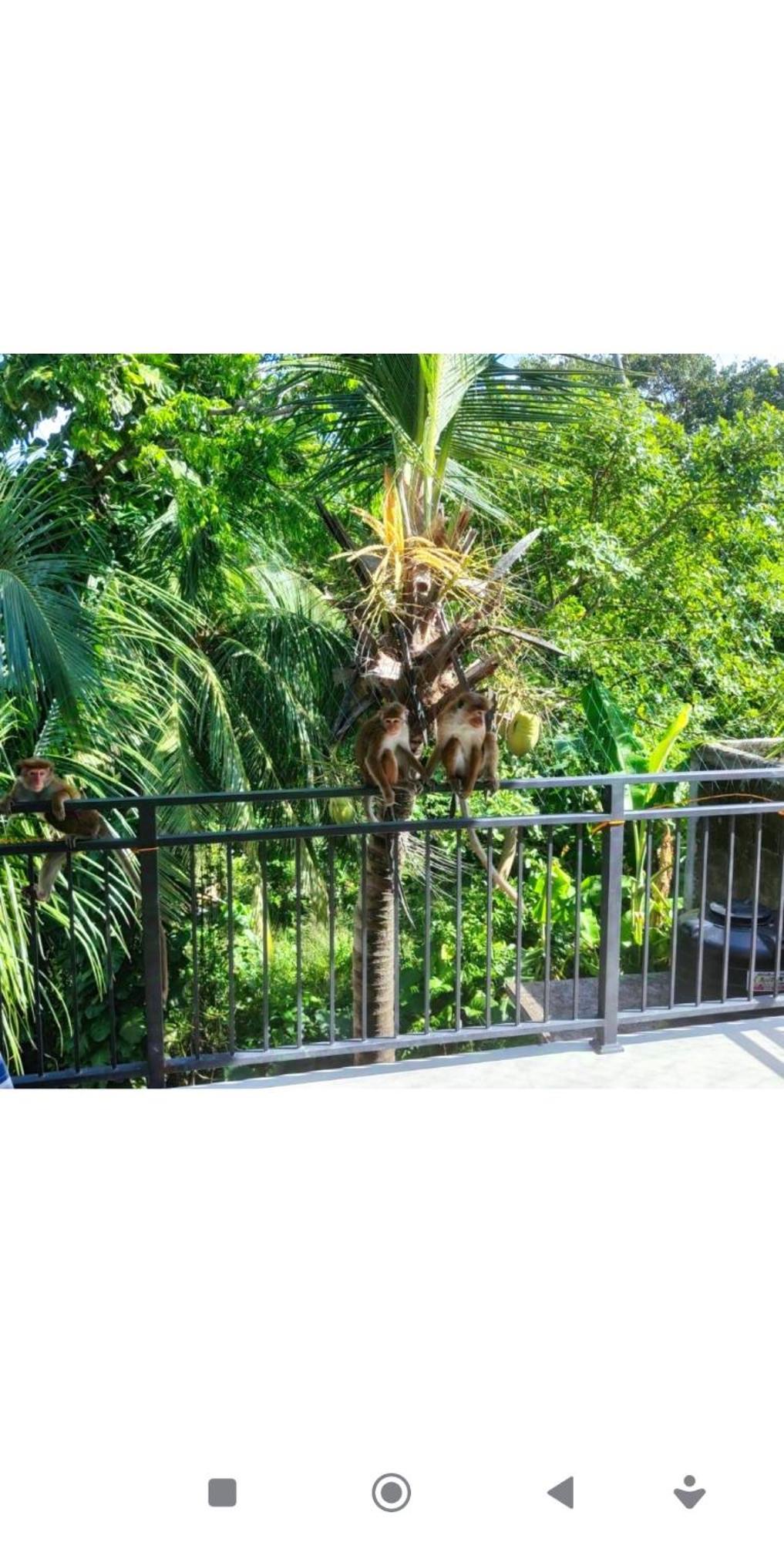 Green Nature มิริสซา ภายนอก รูปภาพ